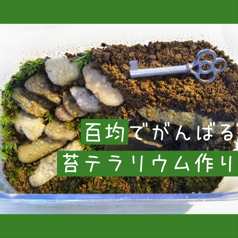苔テラリウム 百均でおしゃれな苔テラリウム作り ねここけ