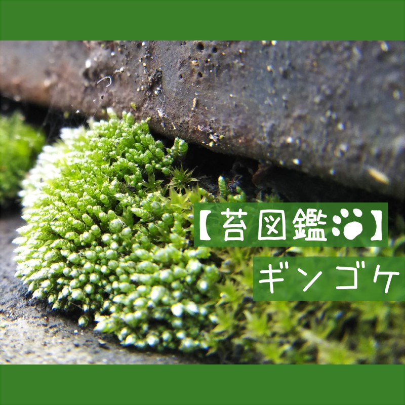 苔図鑑 ギンゴケ ねここけ